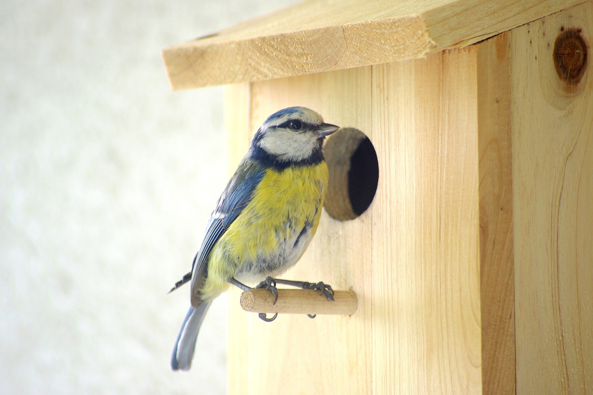 Vogelnistkästen